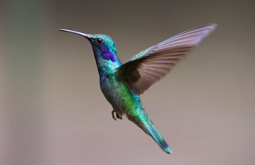 Photo by Pixabay: https://www.pexels.com/photo/macro-photography-of-colorful-hummingbird-349758/